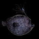 The Pacific footballfish specimen.
